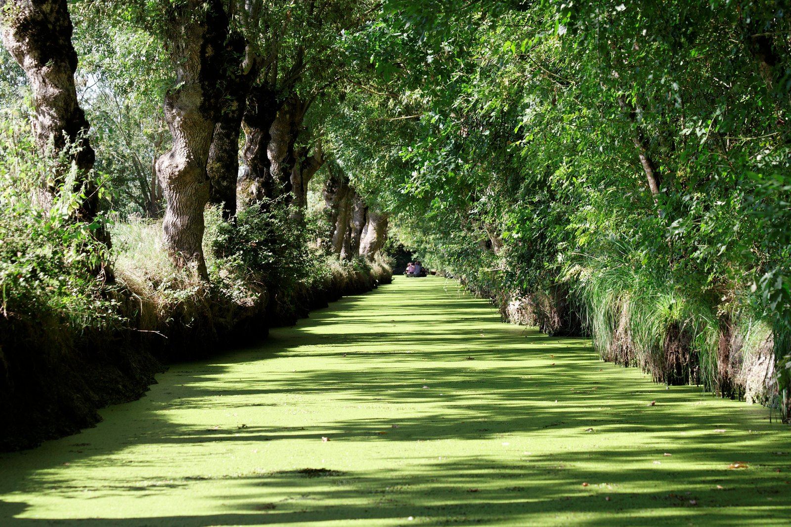 Marais poitevin
